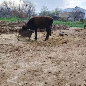 6 саны окуз 1яшан