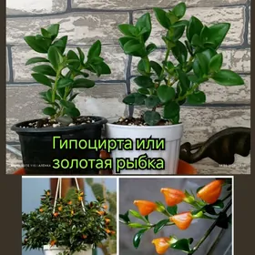 цветы для дома,офиса, подарка