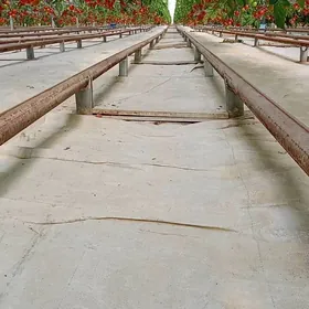 pamidor parnik teplissa