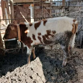 Simental Gibrit Okuzce Gole