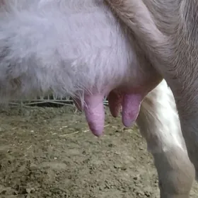 голели сыгыр