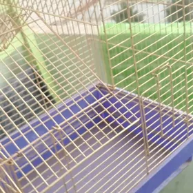 Gus ucin Kletka.гуш учин клетк