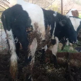 galşteyin öküzçe