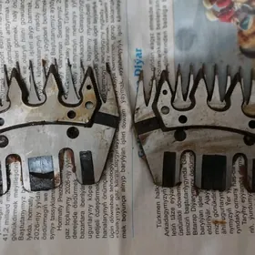 goyun gyrkylyan masynak darak