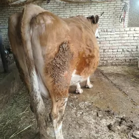 simental yetik bogaz