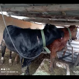 ÖKUZ SİMANTAL 2 SANY