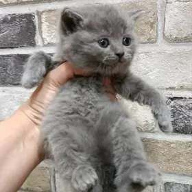 шотландские прямоухие