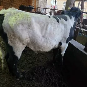 баклык окуз