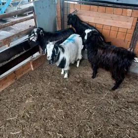 Ýaş Gysyr Geçiler