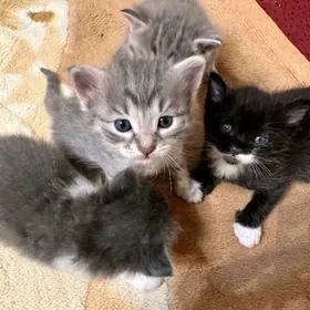 котята бесплатно,в добрые руки