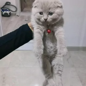 шотландский мальчик