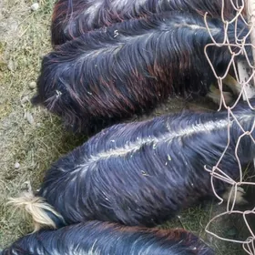 owlakly geçi 4 sany