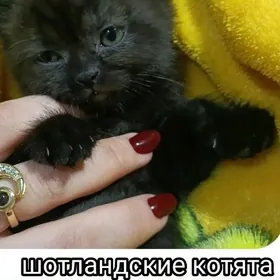 Вислаухий и прямоухий