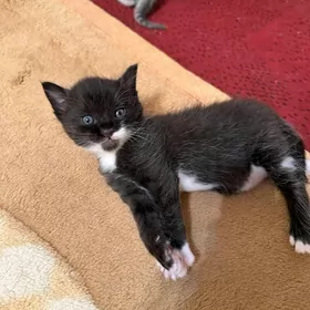 котенок мальчик