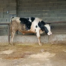 Argnal ala okuz 2 sani