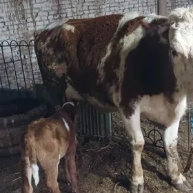 сементал хожекли сыгыр