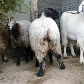 Bakylan issek goyunlar