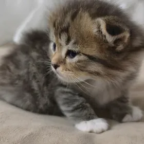 Шотландский вислаушки котята