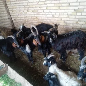 Serke. geci.owlakly geci