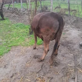 goleli sygyr 1gysyr sygyr