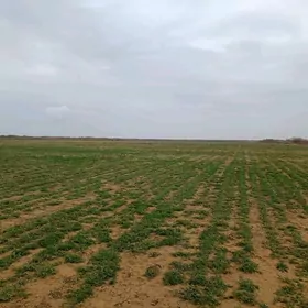 eknyer 7gek arpa 16g yorunja