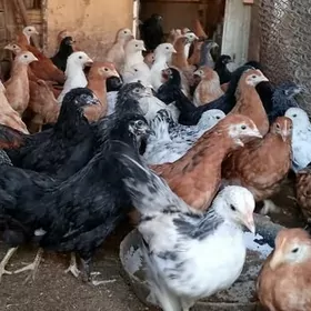 towuk jüje 4 aý bolup Barýa