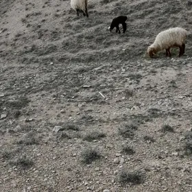 Guzly goýun Owlakl,