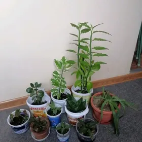 комнатные растения/ цветы