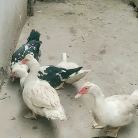 erkeg muskus i horazlar