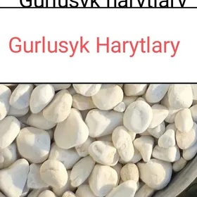 HALTALY SEMENT MITI GUM ДЕРС M
