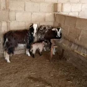 dog we awlakly geçi