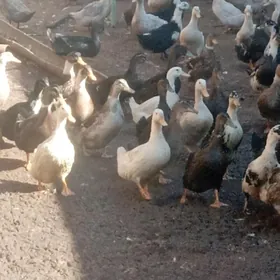 гак-гак ордеклер