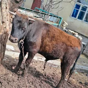 Okuz iyermen bakylyan mal