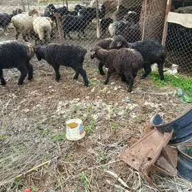 Bere  tokly. 4 aýlyk