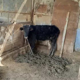 Gulajyn 1 yas 3 aylyk gole