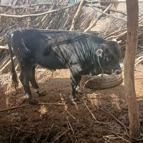 Ökuz bakylan 1Öküz bakylan