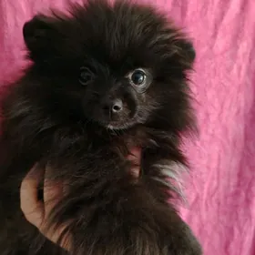 Померанский шпиц мини