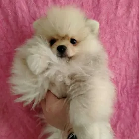 Померанский шпиц мини