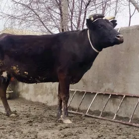 Corny piÿosdyr sygyr