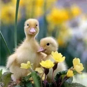 gak gak ýaşylbaş jüýjeleri 