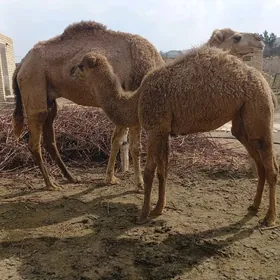 торумлы дуйелер