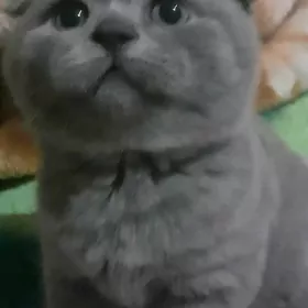 вислоухая и прямоухая девочки