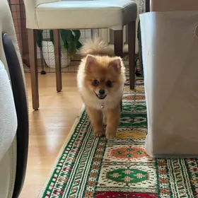 померанский мини шпиц