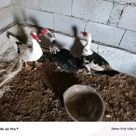 indawutga gaz ördek