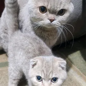 Шотландские котята