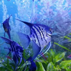 Скалярии Альтум зебра "ОБМЕН "