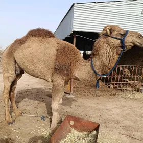 suytli düýe kosekli