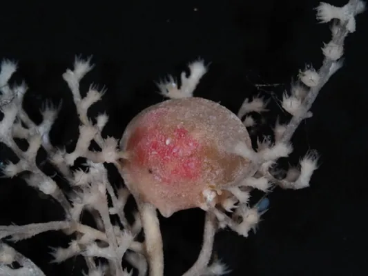 Ученые открыли 38 неизвестных видов живых существ в Тихом океане