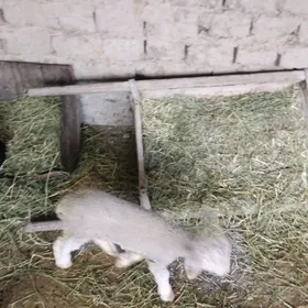 owlak.guzy.issek.guzuly.goyun