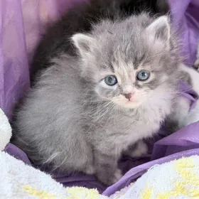 породистая котик